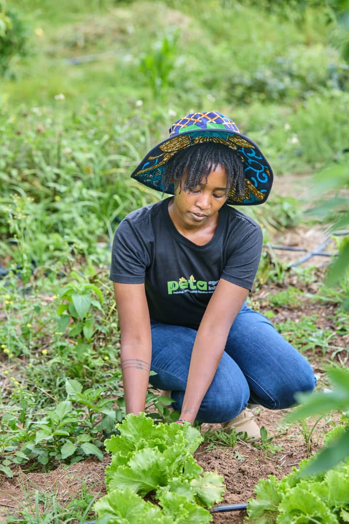 NeVhu field work in practice